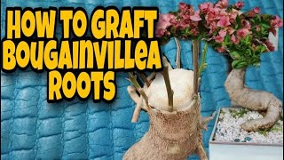 How to graft bougainvillea roots  Bougainvillea Bonsai  Multigrafting bougainvillea [upl. by Yrad]