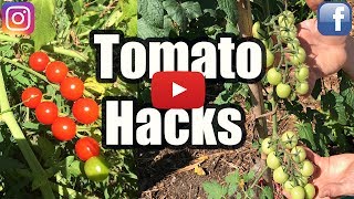 GROW TOMATOES NOT LEAVES 3 TOMATO HACKS [upl. by Mossberg460]