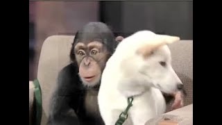 Jack Hanna Collection on Letterman Part 5 of 11 19981999 [upl. by Gayla]