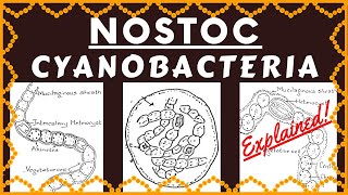 Nostoc Cyanobacteria  Structure Reproduction Habitat and Ecological Importance of Genus Nostoc [upl. by Borrell423]