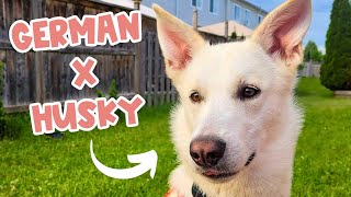 German Shepherd Husky Mix GERBERIAN SHEPSKY Owners Guide [upl. by Buffy372]