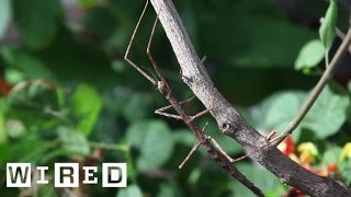 Meet the Many Insects That Insist on Being Sticks and Leaves  Absurd Creatures  WIRED [upl. by Ilak]