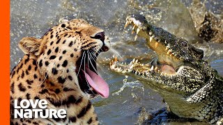 Top Jaguar and Leopard Hunting Scenes [upl. by North]