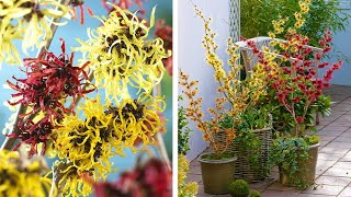 How to Plant Hamamelis Witch Hazel WinterSpring Guide [upl. by Marilou4]