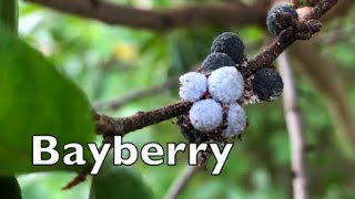 How to Identify Northern Bayberry [upl. by Atorod]