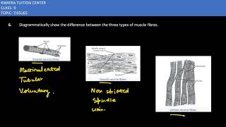 6 Diagrammatically show the difference between the three types of muscle fibres [upl. by Auqinal92]