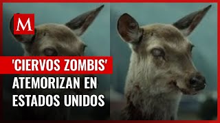 Enfermedad de ciervos zombies enciende la alerta en Canadá y EU ante posible contagio a humanos [upl. by Aninep855]