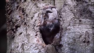 Chouette de Tengmalm chant  Boreal Owl song [upl. by Consolata593]