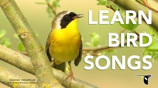 Learn Bird Songs  Bird Academy [upl. by Ayhtak]