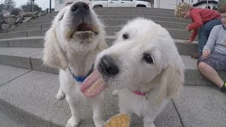 English Cream Golden Retriever Puppies [upl. by Ahsyekat]