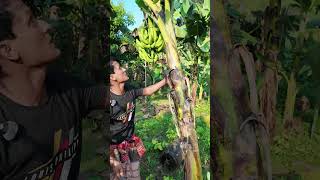 আজ দেখাব কলা গাছের গুরুত্বপর্ণ tips। How to take care banana tree banana bananatree agriculture [upl. by Ellednahc]