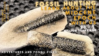 Finding RARE and EXTINCT Miocene aged fossils in NZ [upl. by Neersin]