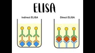 Topic 2 Monoclonal Antibodies and ELISA Test AQA ALevel Biology [upl. by Ramey]