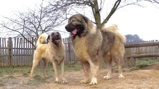 Kangal amp Caucasian Ovtcharka [upl. by Ordnael]