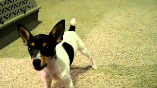 Toy Fox Terrier Pup Howling [upl. by Cassell22]