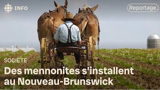 Trois familles de mennonites arriveront au NouveauBrunswick cette semaine [upl. by Leftwich]