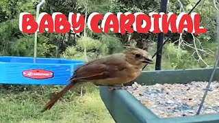 Juvenile Cardinals amp Carolina Wren Wildlife Live Tv Live Bird Feeder Cam bird birds wildthings [upl. by Nivlem943]