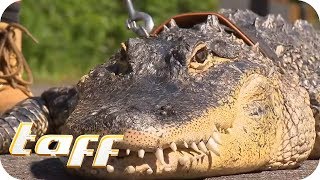 Ein ALLIGATOR als HAUSTIER  taff  ProSieben [upl. by Zasuwa349]