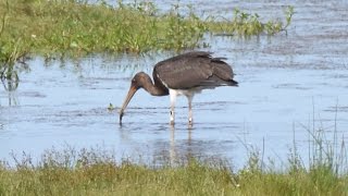 Black Stork feeding Strathbeg 1782015 [upl. by Annej]