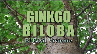 Ginkgo biloba  Un Fósil Viviente [upl. by Margreta]