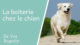 La boiterie chez le chien [upl. by Corvese]