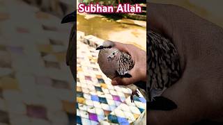 Hazrat Muhammad SAW Aur Ek Hirani Ki Kahani islamictakrir waz islamicvideos islamicshorts yt [upl. by Pierrepont]