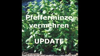 Pfefferminze vermehren  Update [upl. by Ahsened]