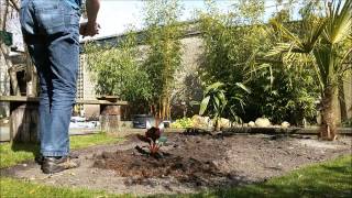 How to plant a Ensete Maurelli Red Banana [upl. by Miche]