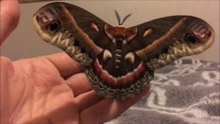 Cecropia Moth Handling [upl. by Holsworth190]