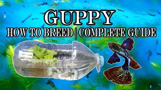 GUPPY BREEDING TECHNIQUES  Easy way and complete guide RAFFLE TIME ENDED [upl. by Kermie]