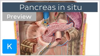 Pancreas in situ preview  Human Anatomy  Kenhub [upl. by Airetnuhs230]