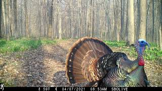 Strutting Eastern Wild Turkey Gobbling  Browning Recon Force Advantage [upl. by Garth]