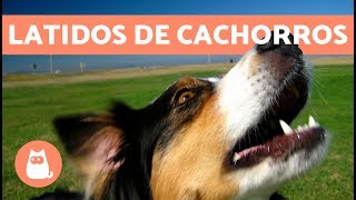 Latidos de cachorros os mais fofos e engraçados [upl. by Tezile557]