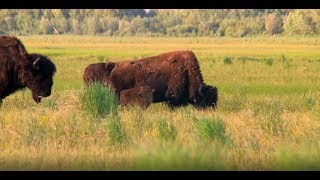 Alaska Wood Bison Reintroduction Habitat [upl. by Albion]