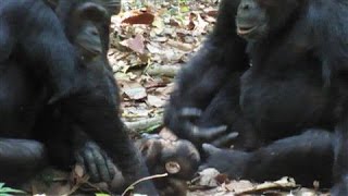 Chimpanzees Cared for Disabled Infant in the Wild [upl. by Bergman]