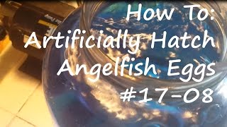 How to Artificially Hatch Angelfish Eggs 1708 [upl. by Ahsiekim]