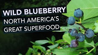 Wild Blueberry — North Americas Great Superfood [upl. by Fredel]