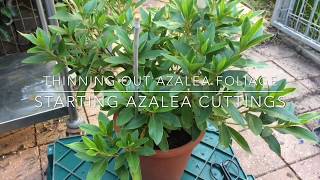 Azaleas How to Prune amp Propagate [upl. by Eryn]