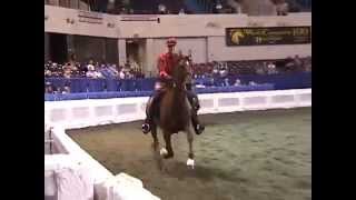 2003 Roadster Under Saddle World Grand Championship [upl. by Ainattirb722]