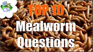 Your Top 10 Mealworm Questions Answered  Keeping breeding and raising mealworms [upl. by Heigho]