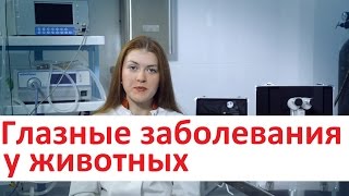 Глазные заболевания у животных Лечение глазных заболеваний в ИВЦ МВА [upl. by Abeu]