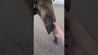 Gangrenous Mastitis in Goat [upl. by Haughay719]