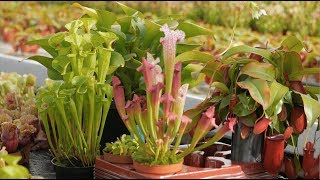 Caring for Carnivorous Plants — Plant One On Me — Ep 070 [upl. by Niuqram]