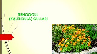 TIRNOQGUL КАЛЕНДУЛА GULLARI [upl. by Nanci]