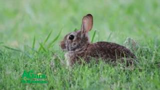 Around Kansas  Jackrabbits Yesterday and Today  December 7 2016 [upl. by Thetis281]