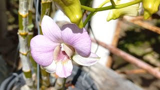 orquídea ✔️SUPER FLORAÇÃO E SUPER ENRAIZAMENTO [upl. by Aible760]