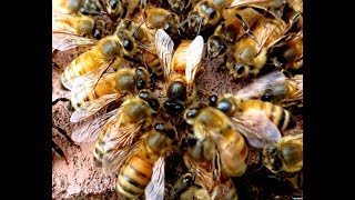 Watch How Bees Accept And Reject Queens Dont Miss This [upl. by Enyedy]