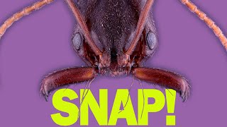 How do trapjaw ants perfectly time their snaps [upl. by Dalenna136]