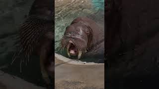 Male Walrus Practices Vocalizations [upl. by Haeckel]