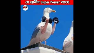 এমন প্রাণী যেগুলোর রয়েছে সুপার পাওয়ার। Animals with Superpower shorts animals ytshorts [upl. by Asil]